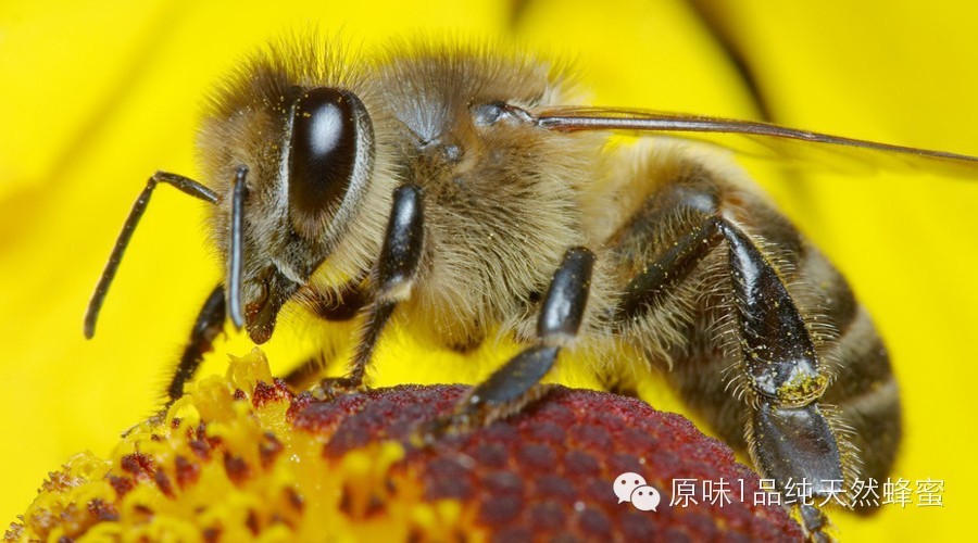 福星蜂蜜 蜂蜜是结晶好还是不结晶好 玫瑰蜂蜜奶茶 周记无水蜂蜜脆皮蛋糕 蜂蜜专题