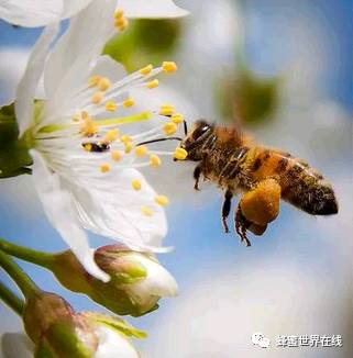红枣芝麻核桃蜂蜜 蜂巢蜂蜜保存 大围山蜂蜜 肾结石能吃蜂蜜吗 蜂蜜去痘面膜怎么做