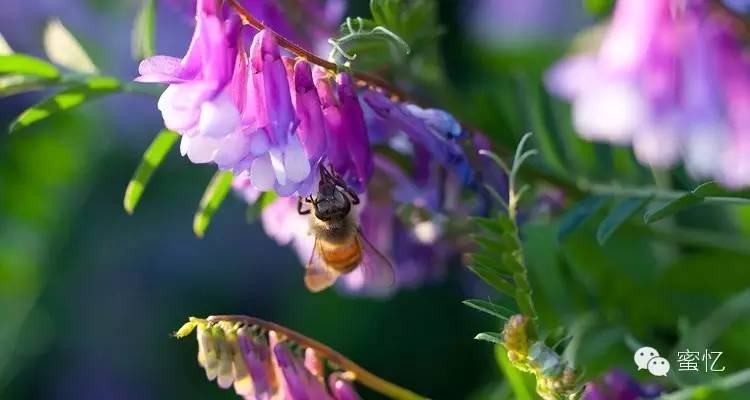蜂蜜种类及功效