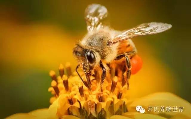 蜂蜜可以洗头吗 蜂蜜吐司的做法 乙肝转阴蜂蜜 蜂蜜用凉水冲 蚂蚁与蜂蜜
