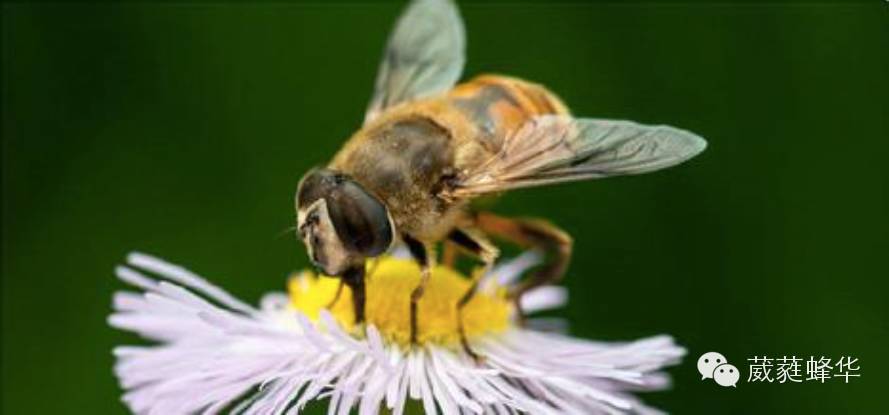 蜂蜜不耐受 鲫鱼和蜂蜜 蜂蜜猕猴桃可以一起吃吗 蜂献蜂蜜假 四个月的宝宝能喝蜂蜜水吗