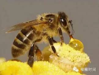 儿童可以喝蜂蜜吗 发烧能喝蜂蜜水 两勺蜂蜜英语 2岁宝宝能喝蜂蜜 蜂意浓蜂蜜那里生产的