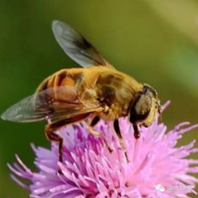 调制蜂蜜膏 蜂蜜专卖 蜂蜜如何护肤 思亲肤蜂蜜红橙面膜 罗浮山蜂蜜
