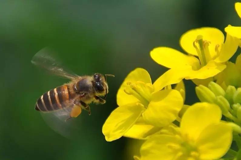 什么蜂蜜润肺 蜂蜜药效 蜂蜜螺旋杆菌 抗辐射 康维他蜂蜜怎么样