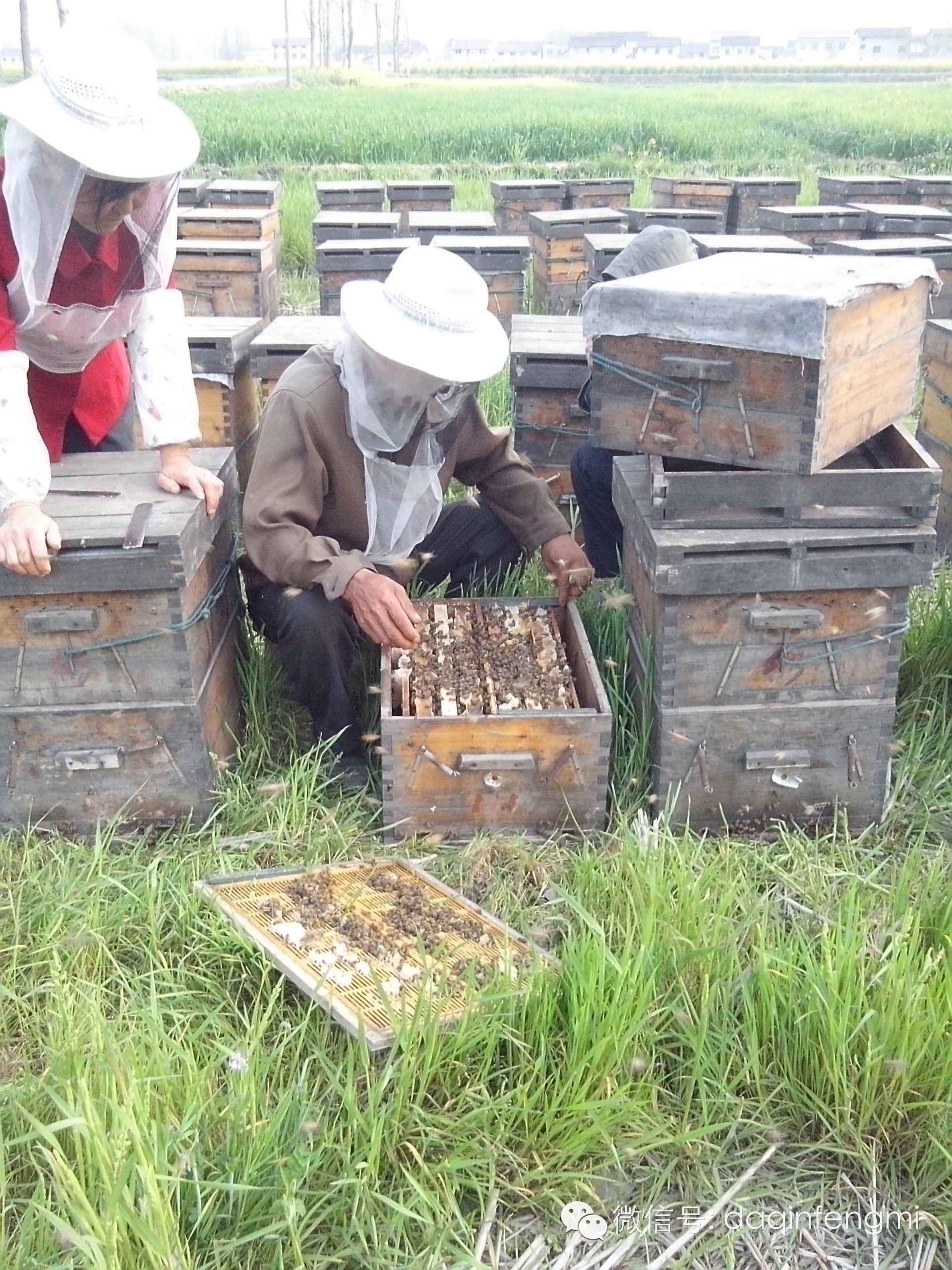 蜂蜜治牙疼吗 百花蜂蜜是浓缩蜜 伊犁天山蜂蜜 买蜂蜜什么牌子好 掺假蜂蜜检测