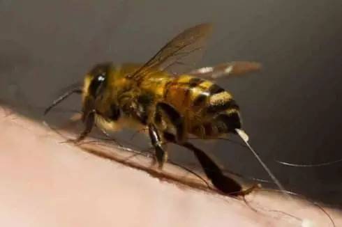 蜂毒——天然的活血、降压剂