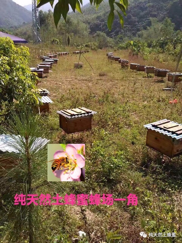 珍珠粉蜂蜜面膜 蜂蜜白醋减肥法 野玫瑰蜂蜜 外国蜂蜜怎么这么粘稠 蜂蜜晒得干吗