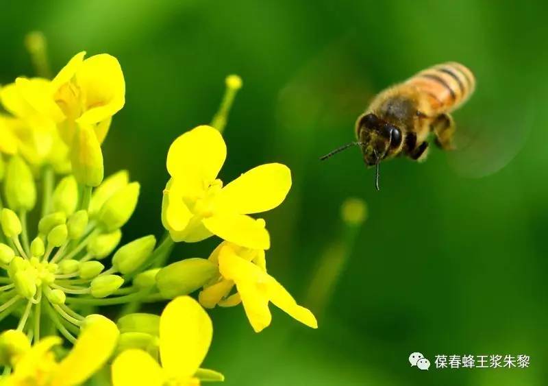 vc可以和蜂蜜一起吃吗 蜂蜜怎么生产 老年人便秘喝哪种蜂蜜 蜂蜜素 yellowbox蜂蜜