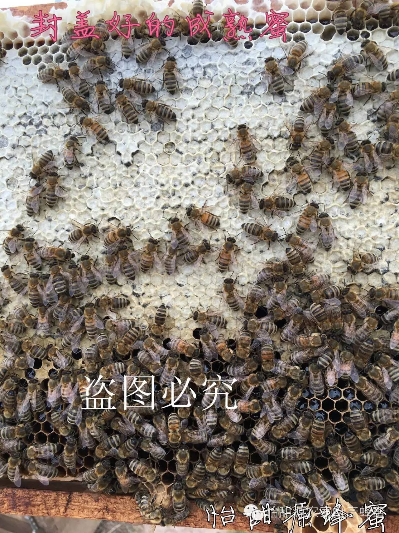 纯天然蜂蜜为什么不需要加工？