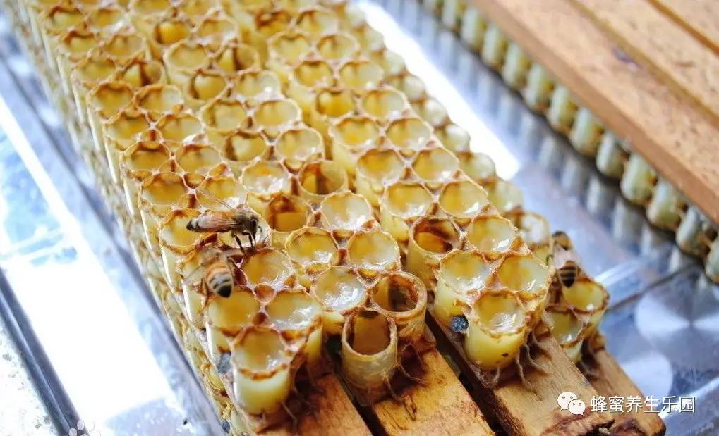 蜂蜜生精 蜂蜜水可以火吗 苹果炖蜂蜜 刚怀孕能喝蜂蜜吗 澳洲蜂蜜哪个牌子好