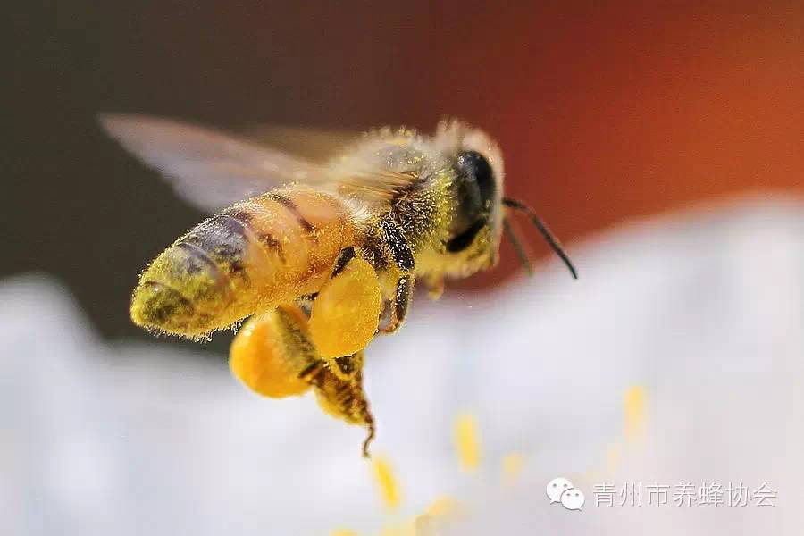 什么时候喝蜂蜜效果最好 点痣后可以涂蜂蜜 蜂蜜水的作用 欧洲蜂蜜 纯蜂蜜
