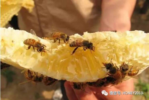 喝酒前可以喝蜂蜜吗 5岁小孩能吃蜂蜜吗 正宗长崎蜂蜜蛋糕 蜂蜜的种类有哪些 蜂蜜可以泡茶吗