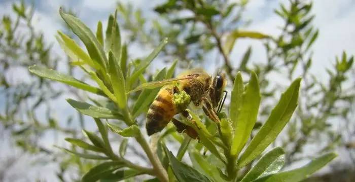 【蜂奥·头条】蜜蜂—制造健康食品的高级工程师