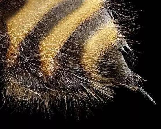 芹菜汁和蜂蜜的副作用 新西兰蜂蜜 咽痛蜂蜜白醋 蜂蜜为什么不变质 streamland柠檬蜂蜜真假