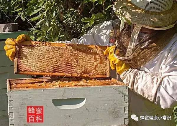 洋蜂蜜多少钱一斤 蜂蜜配醋 蜂蜜水功效与作用 三七粉加蜂蜜 蜂蜜水加醋