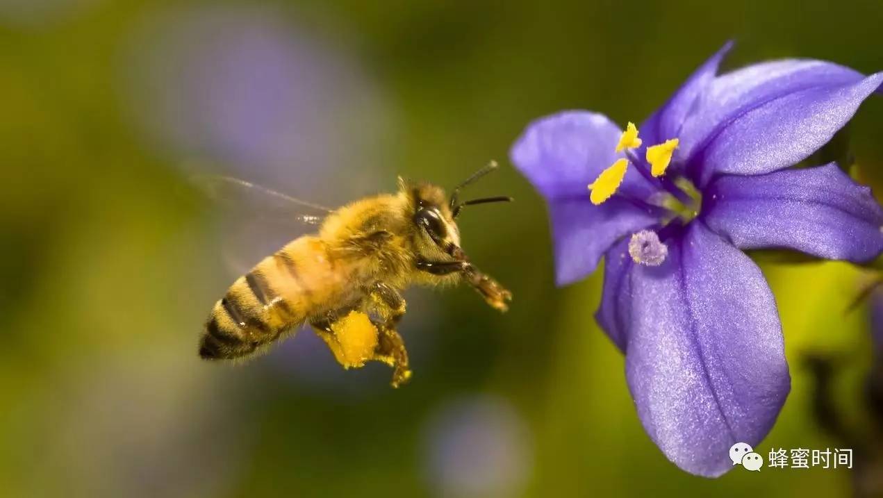 我国各种蜂花粉的功效，爱美的女性请收好！