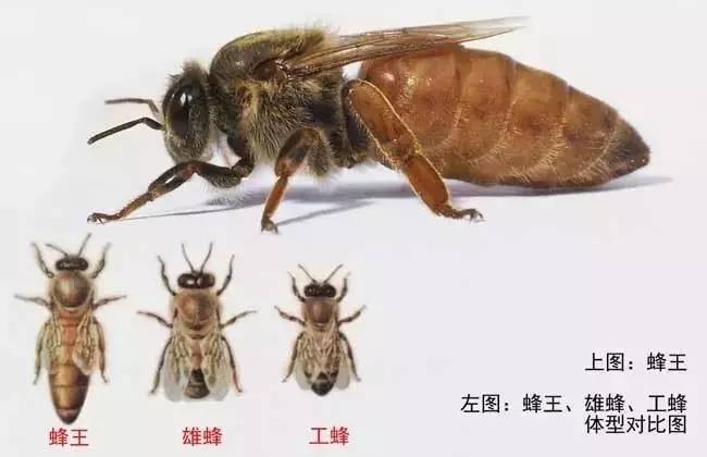 为什么蜂王比工蜂的寿命长？