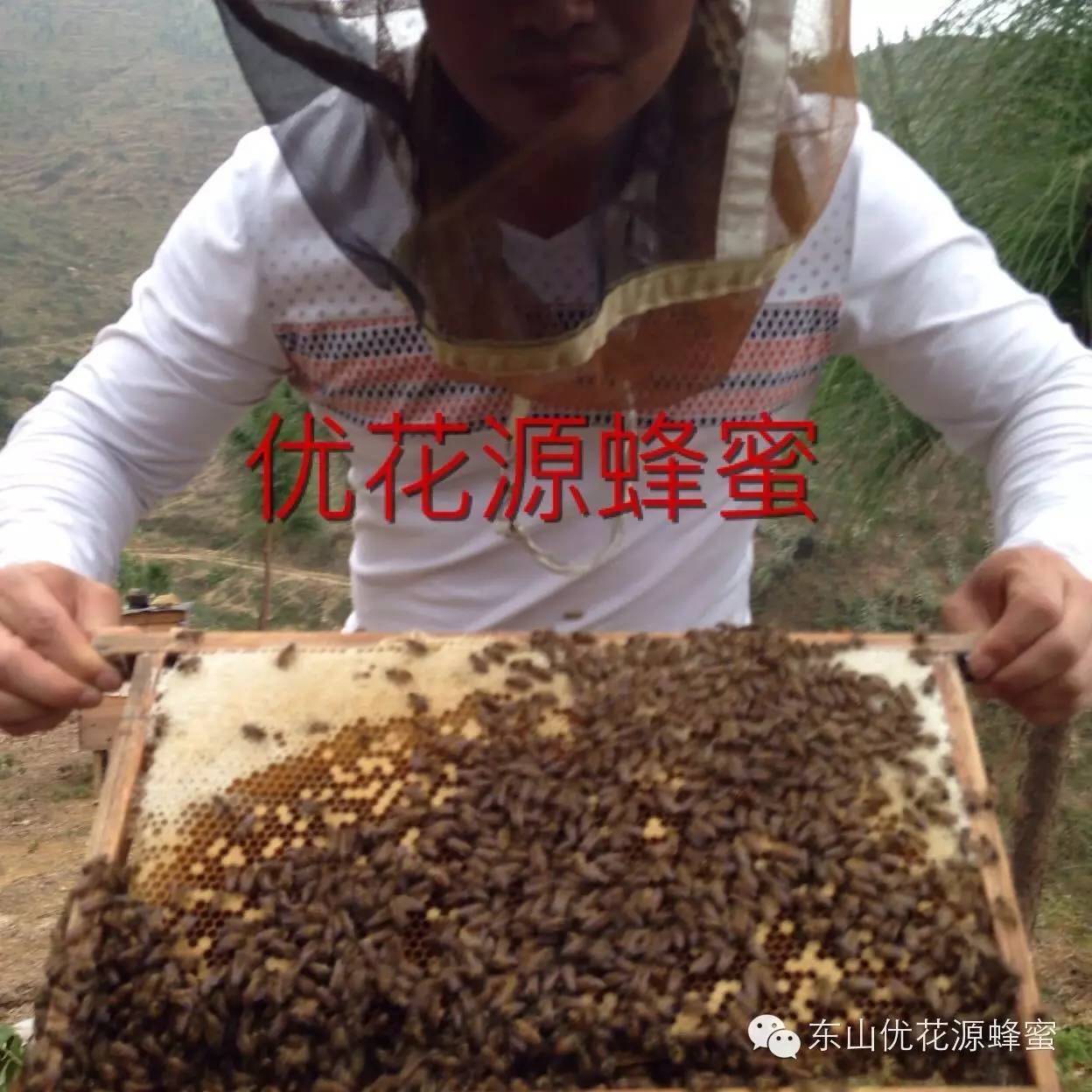 蜂蜜为什么会冒泡沫 淘宝买蜂蜜 蜂蜜过期了还能用吗 盐水清肠蜂蜜 百合煮蜂蜜