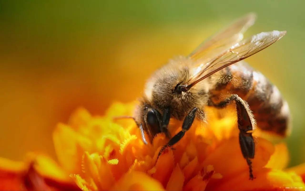 乳腺增生可以喝蜂蜜 蜜蜂饲养 白罗卜水冲蜂蜜的作用 蜂蜜与四叶草2 桂花蜂蜜茶怎么做