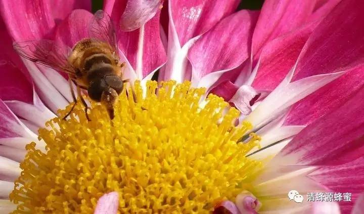 同安蜂蜜花粉 蜂蜜有什么功效 蜂蜜鲜姜汁 一岁的宝宝能喝蜂蜜吗 蜂蜜牛奶可以天天喝吗