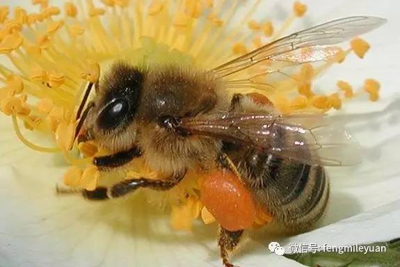 蜂花粉，绝对是食物界超级营养库！