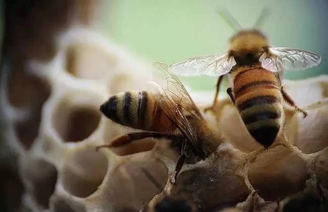 蜜蜂抗夏衰管理