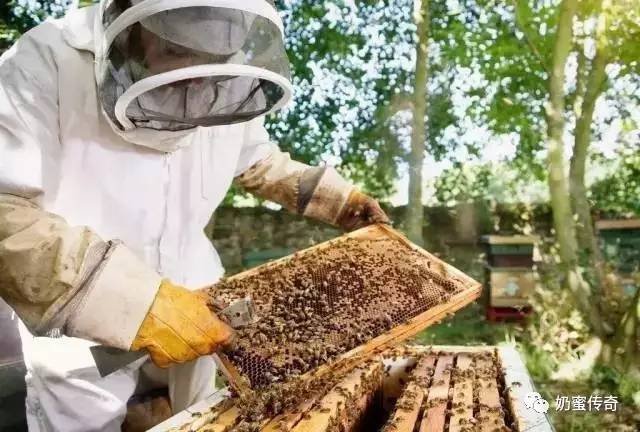 孕妇吃枸杞蜂蜜 慈溪蜂蜜 白参汤加入蜂蜜可以吗 蜂蜜红豆能一起吃吗 蜂蜜含酶