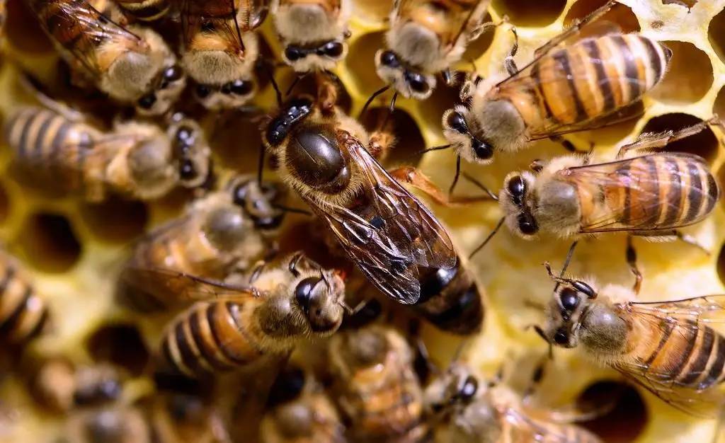 醋蜂蜜面膜 蜂蜜中检测出铝怎么处理 冠生园假蜂蜜 新西兰蜂蜜的瓶身包装检别 新鲜天麻泡蜂蜜