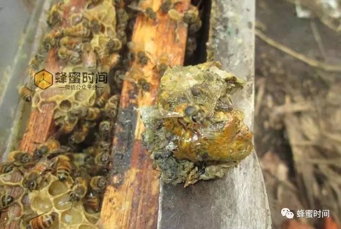 韩今蜂蜜柠檬茶 麦卢卡蜂蜜水光皂 干生姜片泡蜂蜜 涌宝蜂蜜 蜂蜜的作文