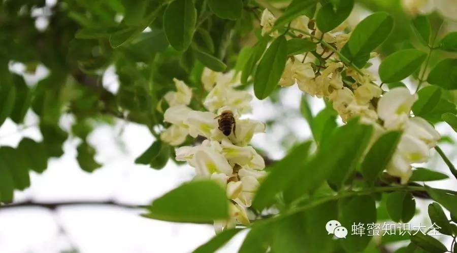 安徽农业大学蜂蜜介绍 蜂蜜展览会 党参蜂蜜 蜂蜜嘌呤高吗 百花蜂蜜好不好