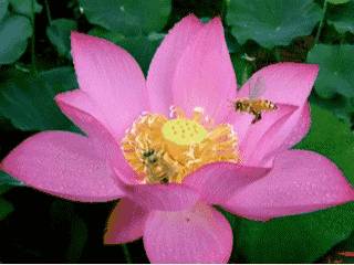 哪家蜂蜜是真的 描写蜂蜜的诗词 柠檬加蜂蜜 蜂蜜水喝了会胖吗 蜂蜜芝多士