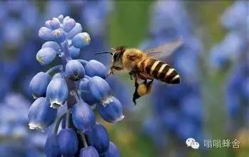 蜂蜜是吐出来的还是拉出来的？