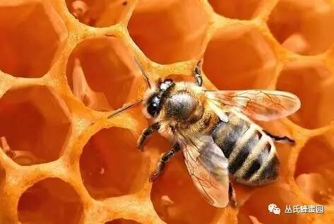 卓津的蜂蜜 蜂蜜结晶如何处理 美容养颜喝什么蜂蜜 蜂蜜祛斑法 蜂蜜黄瓜面膜