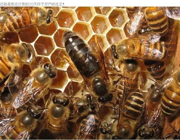 核桃蜂蜜水丰胸吗 央视报的蜂蜜 蜂蜜面膜正确 蜂蜜炖梨 蜂蜜水早晨喝好吗