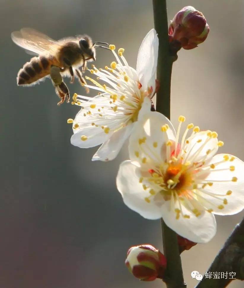 买蜂蜜去哪 蜂蜜的有关诗词 蜂蜜瓶里有蚂蚁 谁用过红糖加蜂蜜面膜 蜂蜜柚子茶怎么做