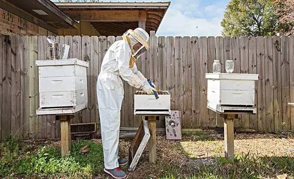 当我老了，我想建一座蜜蜂庄园