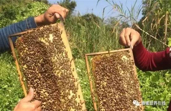 红豆汤能否加蜂蜜 小蜜蜂酿蜂蜜 蜂蜜喝多了会怎么样 汪氏哪种蜂蜜 沙姜蜂蜜水