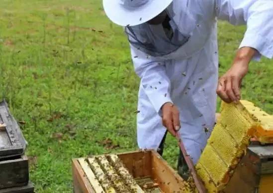 蜂蜜芦荟祛斑 珀尚蜂蜜柚子水 什么牌子的麦卢卡蜂蜜好 一斤蜂蜜多少毫升 冠心病吃蜂蜜