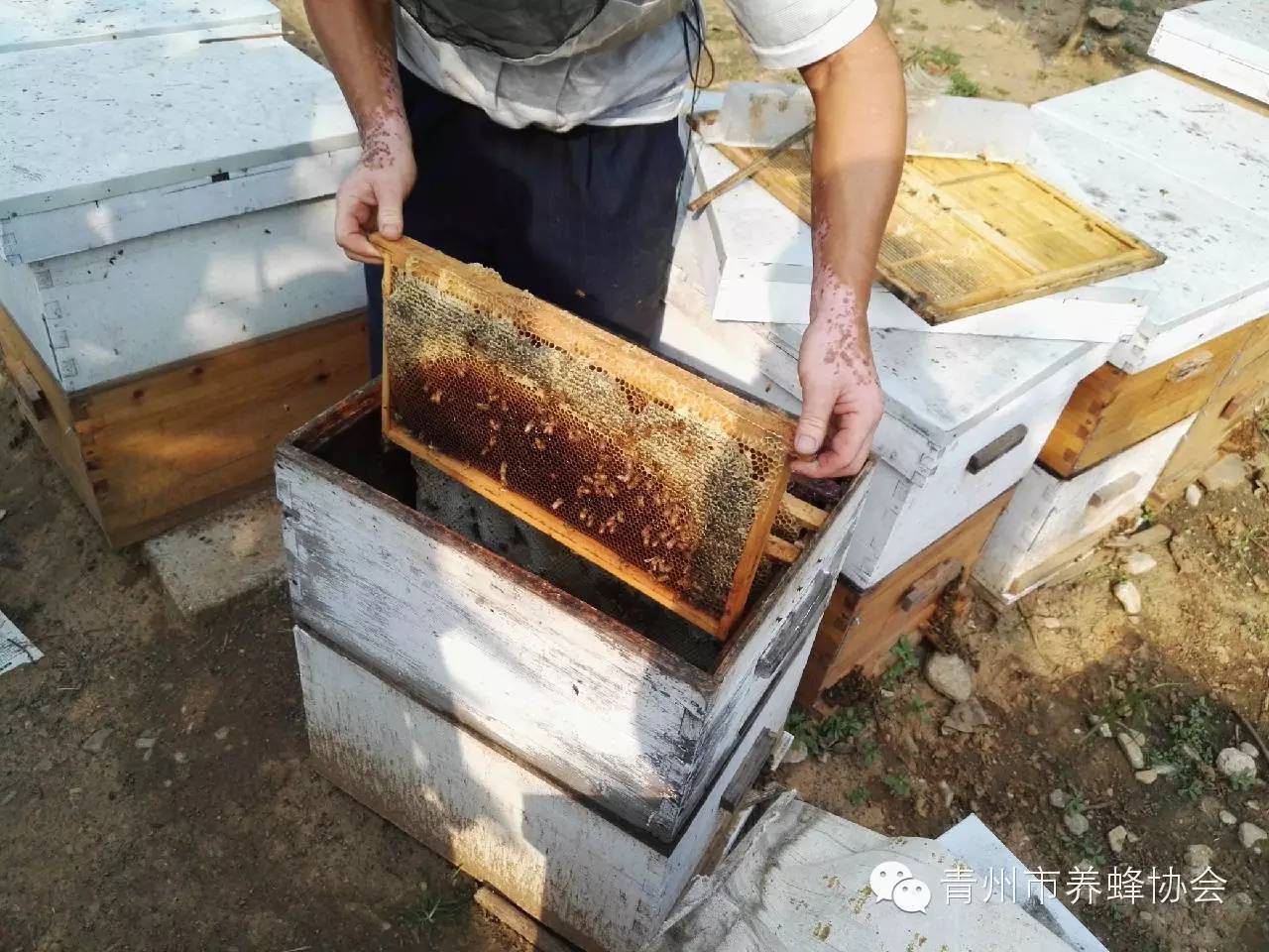 蜂蜜和榴莲能一起吃吗 绿豆粉蜂蜜面膜的功效 蜂蜜加醋可以吃吗 油菜蜂蜜好不好 蜂蜜结晶是好是坏