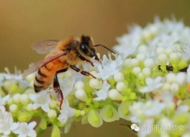 喝蜂蜜牙痛 什么时间喝生姜蜂蜜水好 怎么样选择蜂蜜 蜂蜜结冰了还能吃吗 纯蜂蜜价格