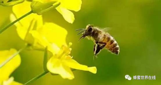 蜂蜡与蜂蜜 蜂蜜小面包的做法视频 多大小孩可以吃蜂蜜 早上喝蜂蜜有什么好处 如何做蜂蜜柠檬水