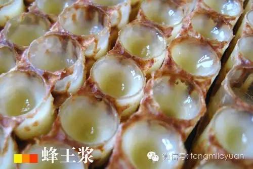 蜂寿堂牌子的蜂蜜好吗 白梨蜂蜜蒸多长时间 蜂蜜哺乳期能吃吗 蜂蜜生姜水能减肥 蜂蜜红糖