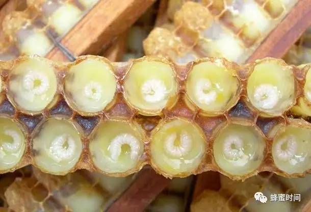 蜂蜜怎么促进排便 蜂蜜葡萄干 每天蜂蜜番茄敷脸 麦乳卡蜂蜜 神农蜂蜜好吗