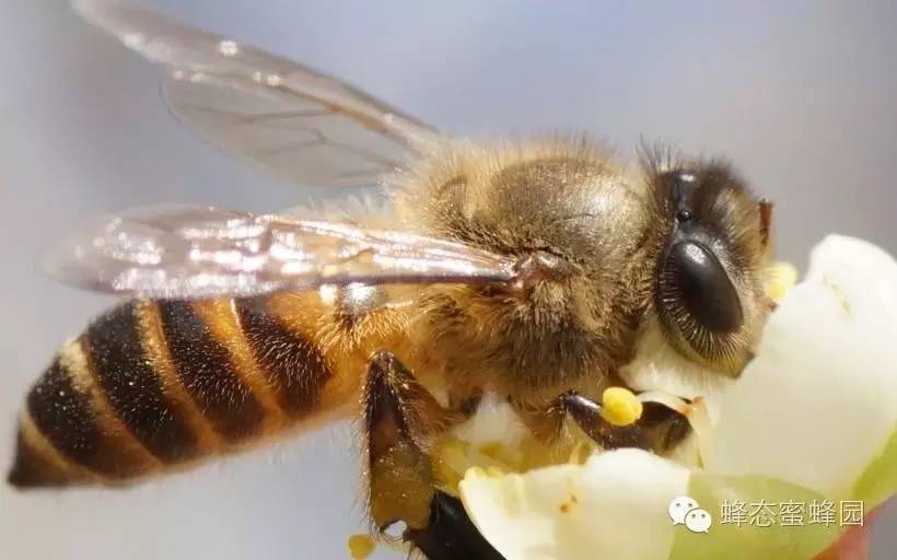 如何提升免疫力？专家说，吃点蜂蜜！