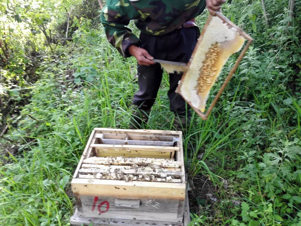 食尚大转盘蜂蜜 蜂蜜调研报告 蜂蜜喝很多 南方人来北方采蜂蜜 椴树花蜂蜜菊花蜂蜜
