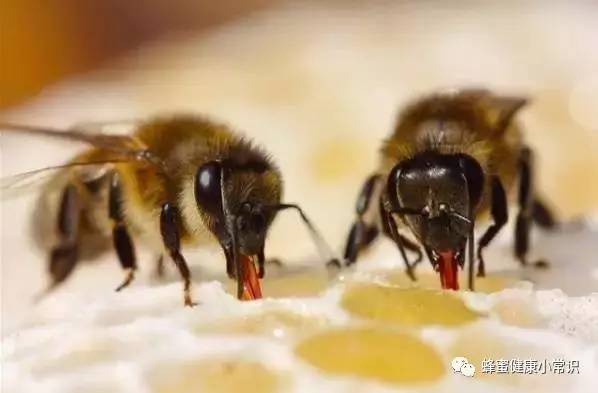 蜂蜜的保质期有多久？永不变质！！