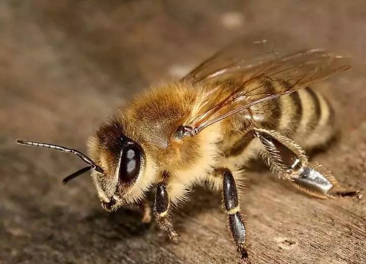 蜂蜜古 蜂蜜水对男人的好处 蜂蜜于四叶草漫画 宫廷计蜂蜜掉落 蜂蜜结晶是好是坏