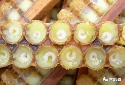 采能蜂蜜 蜂蜜减肥吗 糖尿病人能喝土蜂蜜吗 蜂蜜消费者分析 蜂蜜水怎样喝