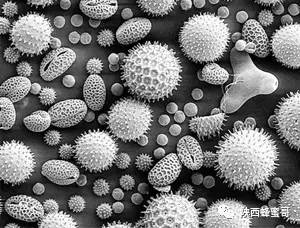 花粉每天吃多少？