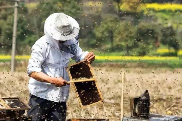 甜蜜的养蜂业，为什么愿意干的人越来越少了?